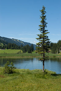 Lauenensee mit Tanne